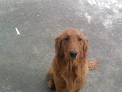 Es un perrito muy inteligente Es un perrito muy inteligente