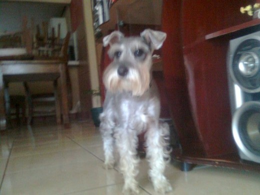 Bruno Bruno