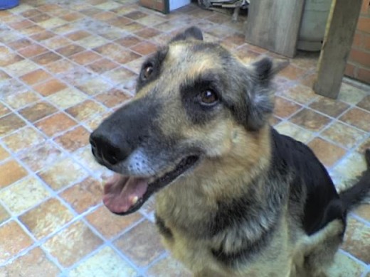 Hoy falleció mi amada perra Tasha. Mi amiga. Era compañera, amiga, cuidaba a mis nietas, jugaga con ellas. Podía entrar mil veces por día a casa y siempre me recibía como si hiciera años que no nos veíamos. Gracias a Dios no sufrió, se fue mientras dormía. La quise mucho y siempre la querré. Estoy muy triste. Hoy falleció mi amada perra Tasha. Mi amiga. Era compañera, amiga, cuidaba a mis nietas, jugaga con ellas. Podía entrar mil veces por día a casa y siempre me recibía como si hiciera años que no nos veíamos. Gracias a Dios no sufrió, se fue mientras dormía. La quise mucho y siempre la querré. Estoy muy triste.