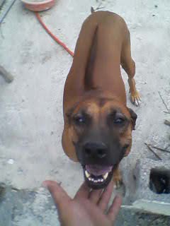 nala mostrando su ridgeback...!! nala mostrando su ridgeback...!!