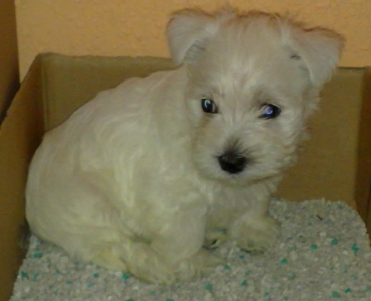 Noa con 43 dias Noa con 43 dias