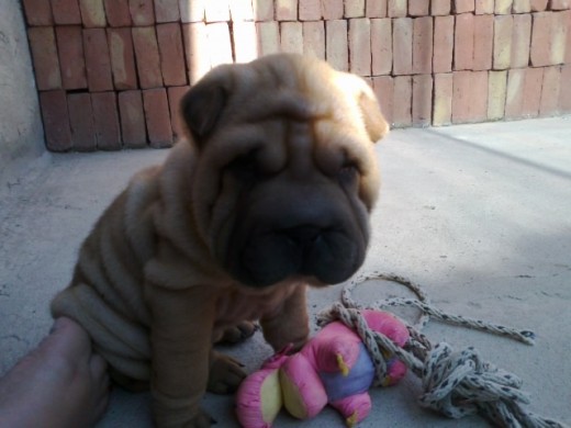 Mi peque es hermosa le encanta jugar con la familia, es glotona como todos los cachorritos je.
La amamos en casa.. Mi peque es hermosa le encanta jugar con la familia, es glotona como todos los cachorritos je.
La amamos en casa..