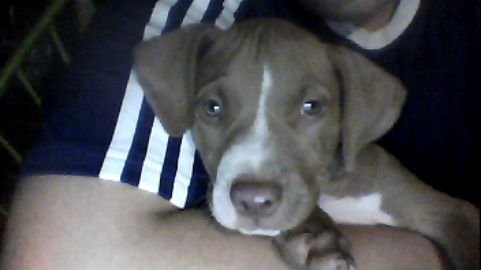 AKI TIENE 2 MESES MI PERRITO :)