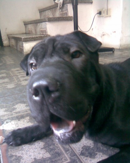 mi nombre es dana tengo 8 meses soy negra negricima mi nombre es dana tengo 8 meses soy negra negricima