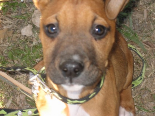 Aca era mas chiquita♥ La verdad, es una perra in-con-pa-ra-ble.. la amo muucho y siempre esta para hacerme companiaa o para leantarme el animoo le iba a cortar la cola y las orejas tipico de la raza, pero averigue y ya no se esta haciendo mucho.. no me acuerdo porque me lo habian dicho asiq la deje asii porq me gusta maass y aparte me encanta que memueva la cola♥Es divina♥