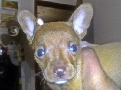 Es una cachorrita apenas, y tiene mas de un mes, pero la adoro porque es super jugetona y todo el dia que esta despierta nos hace reir, por tan ingeniosa que es.
En veces pensamos que es una chachorrita super dotada.

:D