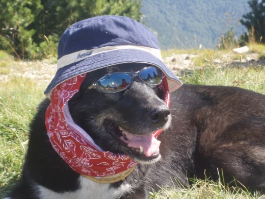 Rigel, una mestiza de Husky