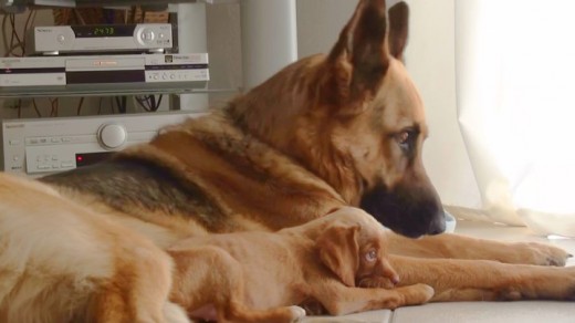 Puska y Baby Flicka