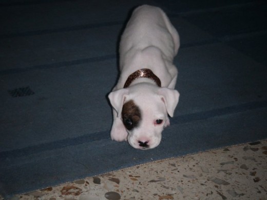 molly 2 meses