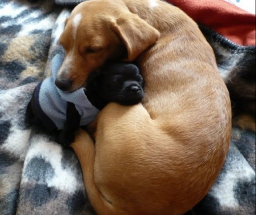 Al mes de nido junto a su mamá Arena u.u Al mes de nido junto a su mamá Arena u.u
