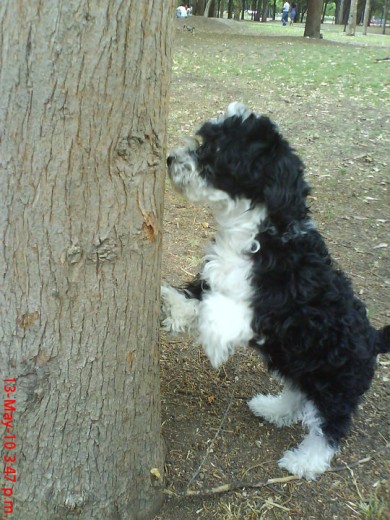 cindy es cruza de maltes por lo qe a sus 2 años es muy peqeñita :)