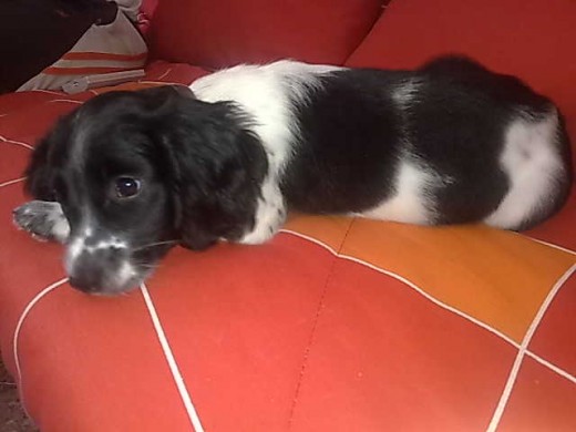 Ahi con 1 mes y medio. Cocker con breton. descansando donde mas el gusta, el sofa Ahi con 1 mes y medio. Cocker con breton. descansando donde mas el gusta, el sofa