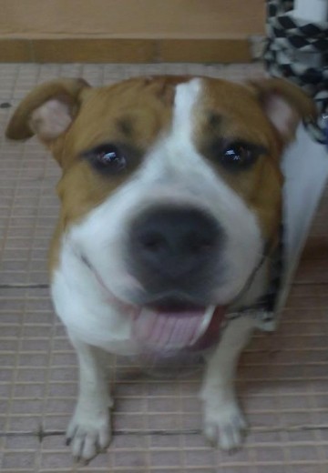 Rocky no tiene pedigree porque lo adopté con tres meses ya que sus dueños no lo trataban como debían......ahora es uno mas de mi familia, mi compañero de piso y mi mejor amigo. Aunque no tenga Pedigree es un auténtico American, noble y cariñoso, el compañero ideal!!!!!! Rocky no tiene pedigree porque lo adopté con tres meses ya que sus dueños no lo trataban como debían......ahora es uno mas de mi familia, mi compañero de piso y mi mejor amigo. Aunque no tenga Pedigree es un auténtico American, noble y cariñoso, el compañero ideal!!!!!!
