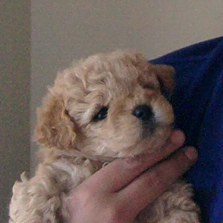 Este es mi pequeño Gregory