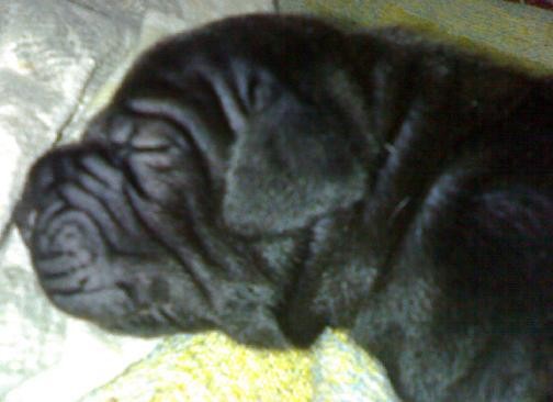 scrappy con 3 dias scrappy con 3 dias