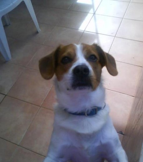 En realidad no es un beagle pero me obligaba a poner una raza. Es un mestizo. Es muy noble y activo. Como se ve en la foto es blanco con dos manchas marrones en la cara. En realidad no es un beagle pero me obligaba a poner una raza. Es un mestizo. Es muy noble y activo. Como se ve en la foto es blanco con dos manchas marrones en la cara.