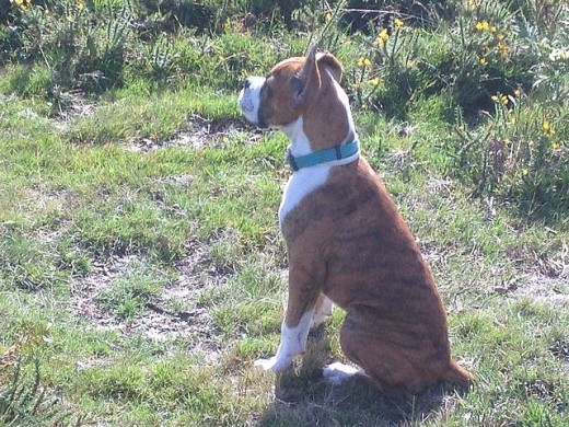ESTE ES DUQUE CON 4 MESES RECIEN CUMPLIDOS