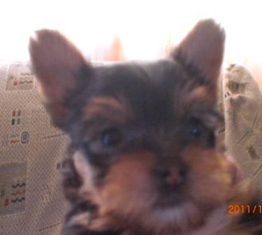 Gonnie 2 meses