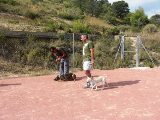 paseando cerca de otros perros sin acercarse