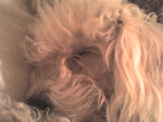 aqui la chiquis durmiendo... su pasatiempo favorito aqui la chiquis durmiendo... su pasatiempo favorito