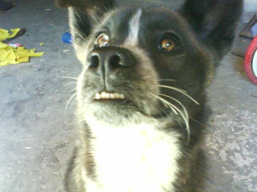 buffy cazavampiros buffy cazavampiros