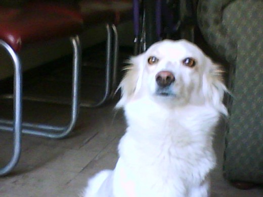 SULLY DE VISISTA EN EL VETERINARIO SULLY DE VISISTA EN EL VETERINARIO