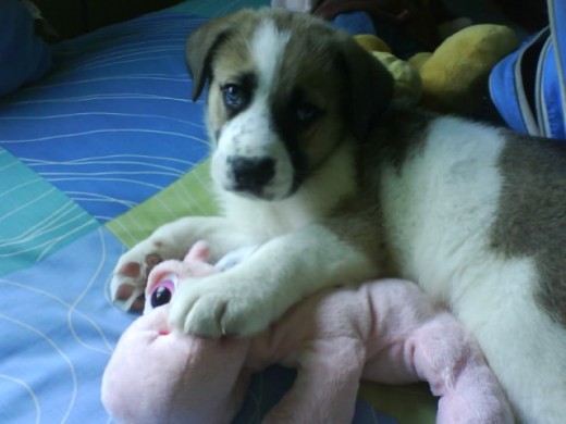 Mi Duque con 32 días!! Mi Duque con 32 días!!