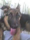  4 meses