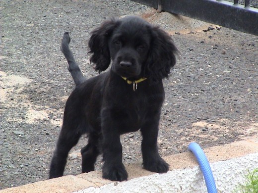 Aiko con 3 meses. Unos dias en casa.