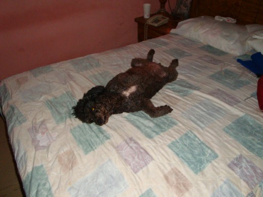 Lolita descansando ...de nuevo!!! notese el hoyo en la cobija, uhmm