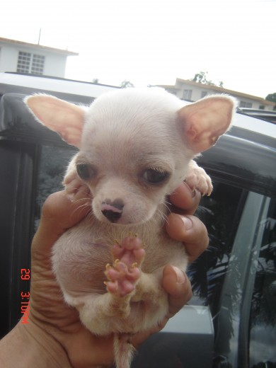 Magoo a los 5 meses de edad Magoo a los 5 meses de edad