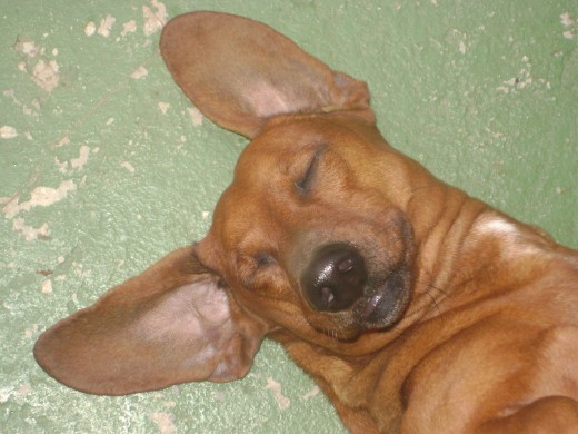 hola
soy wiski soy muy jugueton me encanta comer y salir con mi dueño a pasear hola
soy wiski soy muy jugueton me encanta comer y salir con mi dueño a pasear