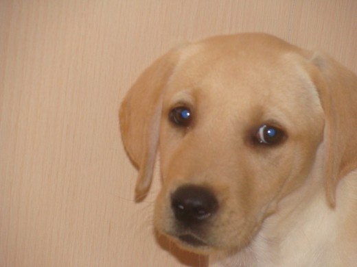 El primer dia en casa, con dos meses y medio