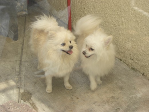 poms