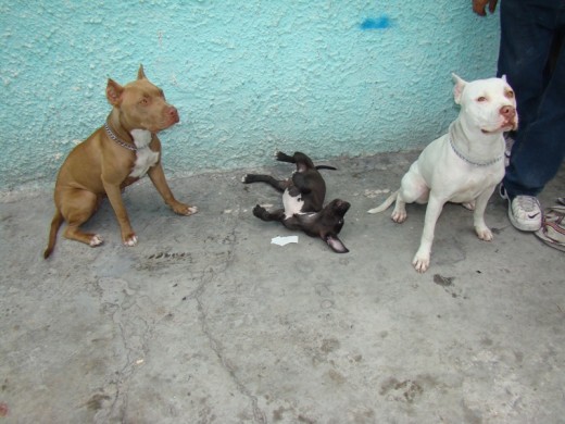 proxima parejas o trio