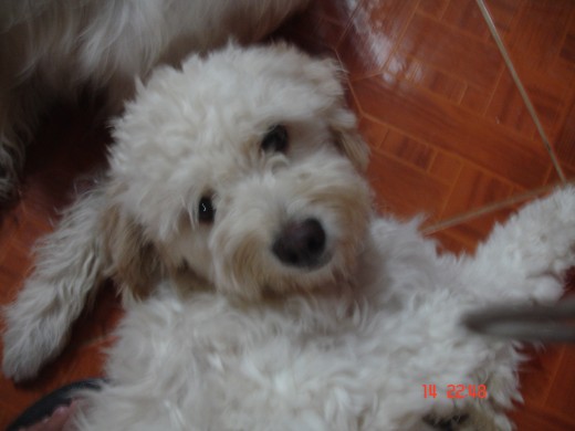 Mi perra hermosa ( Todos mis perros son hermosos) Mi perra hermosa ( Todos mis perros son hermosos)