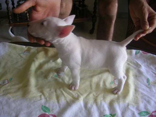 esta es mi perrita paloma esta es mi perrita paloma