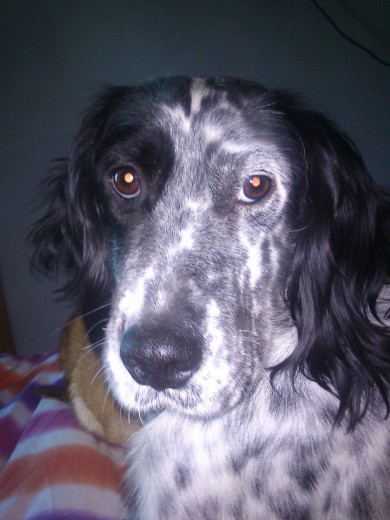 nuka,la setter trasto a la queremos mucho,