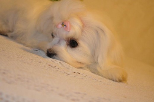 MI PERRITA DONNA DE "CRIADERO CALYPOIRIS"