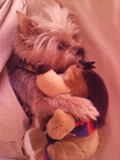 A zara le encanta dormir con su peluche del barça. A zara le encanta dormir con su peluche del barça.