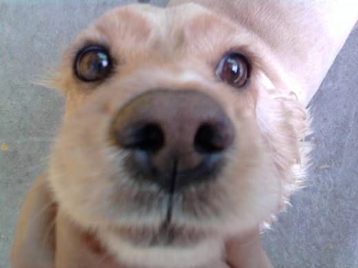 esta es mi cocker spaniel qe ya esta algo viejita pero la quiero mucho