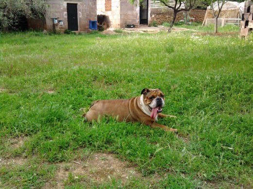 aqui ya estoy cansada de correr y jugar, y que mejor que tumbarme en la hierba a descansar.