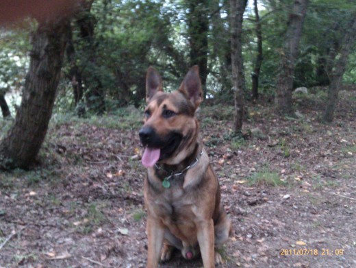 Este chico es neo...fuerte, guardián ,protector..cariñoso...jugenton es mi primer perro .....es mi medicina....con él al lado me siento libre del estrés rutinario del trabajo.... siempre fiel... es american por pastor aleman....buff....