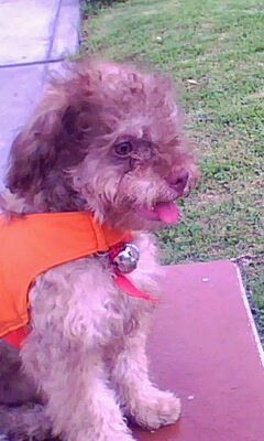 hola me llamo DRAKITO soy lo mas tiernoy hermso q le pude suseder a mi mama lidia soy recontra jugueton y estoy buscando novia k sea linda y coqueta hola me llamo DRAKITO soy lo mas tiernoy hermso q le pude suseder a mi mama lidia soy recontra jugueton y estoy buscando novia k sea linda y coqueta