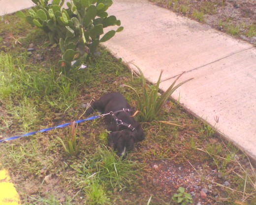 jerry un brve descanso

