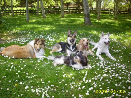 De izquierda a derecha; la collie es Nala, la cruce de pastor alemán es Inka, el cócker ruano naranja es Tofy, la cruce de Husky con pastor alemán es Laika, y en el centro el Shih Tzu es Guay que murió el 30 de septiembre de 2008.