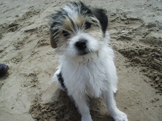 en la playa con mi dueña
me lo estoy pasando muy bienn!!