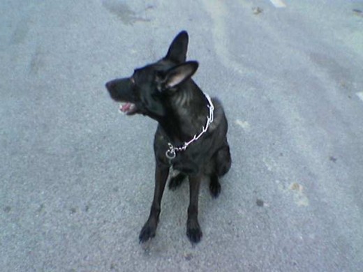 esta es duna mi perrita