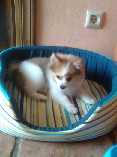 rinty recien llegado a casa