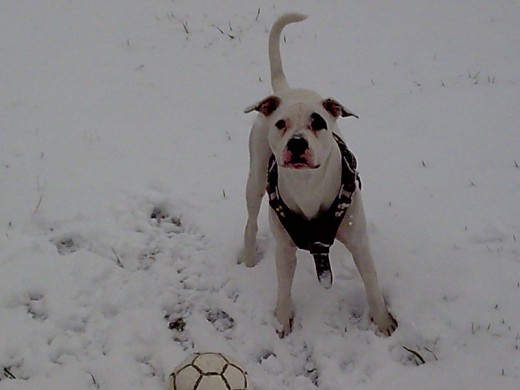 su primera visita a la nieve

